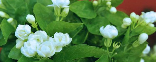 茉莉花的唯美语句(描写茉莉花的优美句子短句)