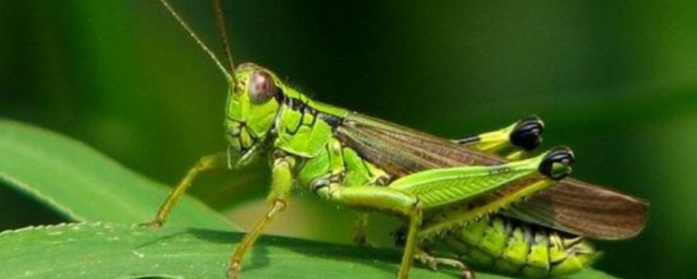 蚂蚱的特征(蚂蚱的特征和生活方式)