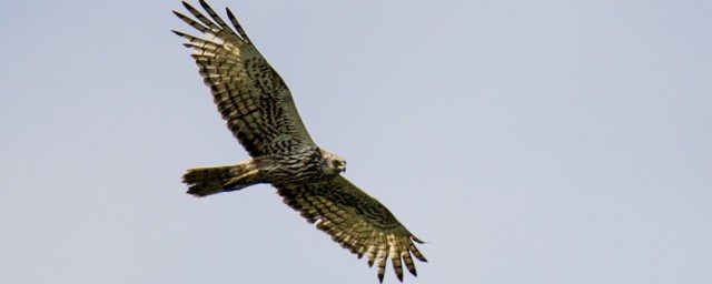 鹰和雕的区别有哪些(鹰雕是鹰还是雕)