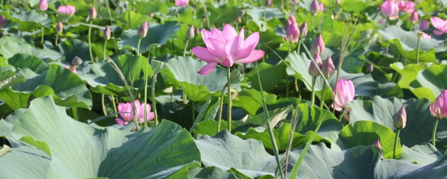 接天莲叶无穷碧原文及译文介绍(接天莲叶无穷碧解释)