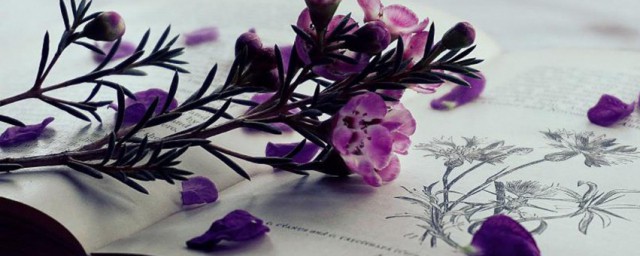 四害解释(除四害中的四害是什么意思)