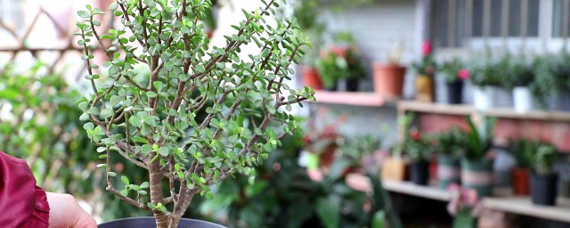 金技王叶养殖方法简单介绍(金鱼的养殖方法)