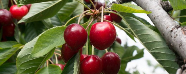 吃车厘子的好处介绍(常吃车厘子的好处和坏处)