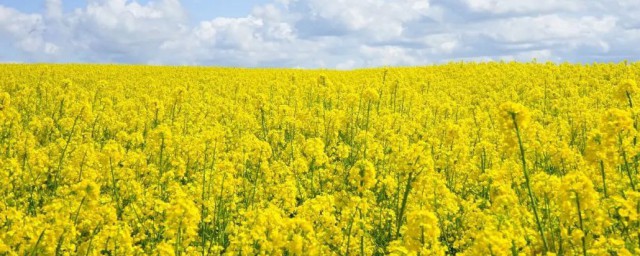 油菜花的特点(油菜花的特点和特征)