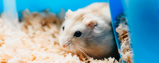 仓鼠能不能吃橘子