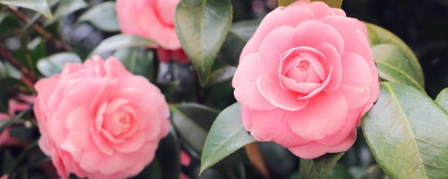 关于赞美春天花美的句子(赞美春天花的短句)