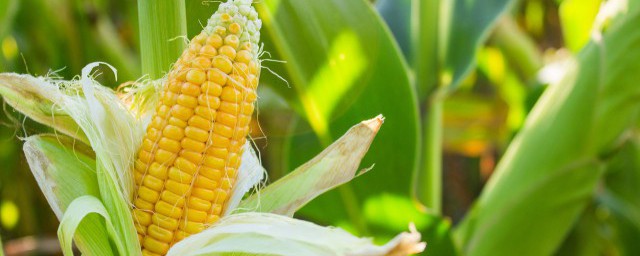 玉米简笔画教程(玉米简笔画 画法)