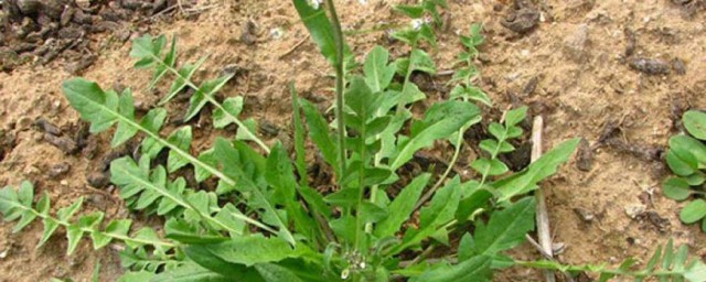 荠菜是什么(荠菜是什么样的图片)