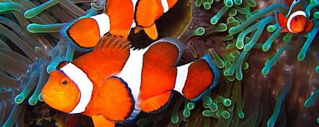 小丑鱼简笔画教程(小丑鱼鱼简笔画图片)