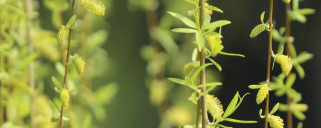 柳树枝熬水的功效介绍(柳树枝子煮水功效)