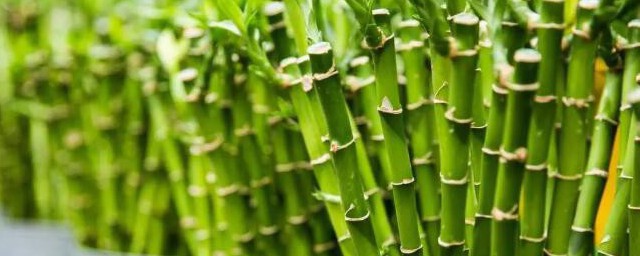 竹心泡水喝有哪些功效(竹心煮水喝有什么功效)