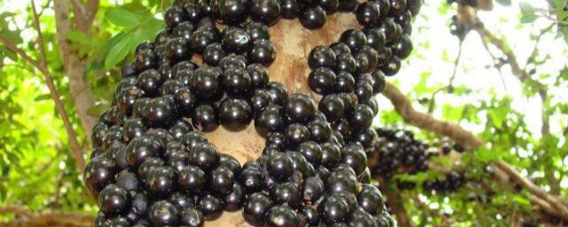 嘉宝果泡酒有哪些功效(嘉宝果可以直接泡酒吗)