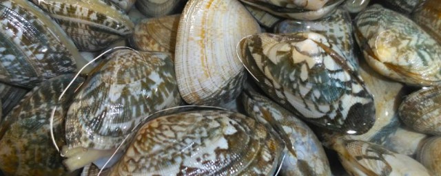 花甲和蛤蜊有哪些区别(花甲与蛤蜊的区别)