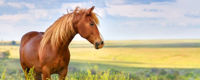 人靠衣装马靠鞍出自哪里(人靠衣装马靠鞍是谁说的)