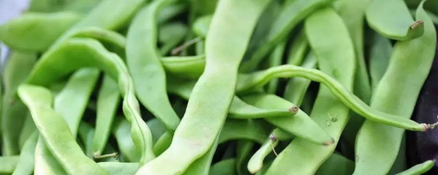 芸豆简介(芸豆 大豆)