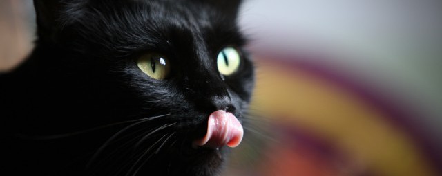 诱惑的两种意思(诱惑什么意思)