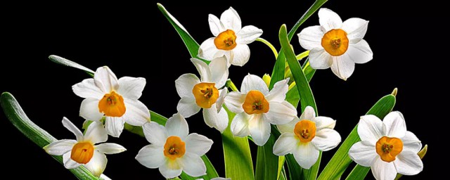 水仙花的特点有哪些(水仙花花的特点)