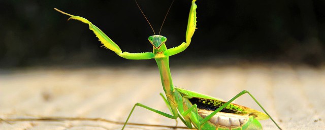 螳螂最突出的优点介绍(介绍一下螳螂的特点)