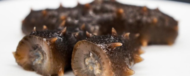 海茄子和海参的区别介绍(海茄子与海参的区别图片)