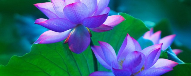 荷花特点介绍(荷花特点简单介绍)