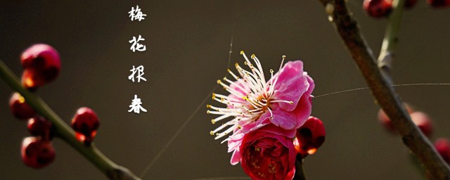 一任群芳妒原文及翻译介绍(无意苦争春,一任群芳妒翻译)