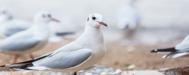 老鸽子和嫩鸽子的营养区别是什么(老鸽子营养还是嫩鸽子营养)