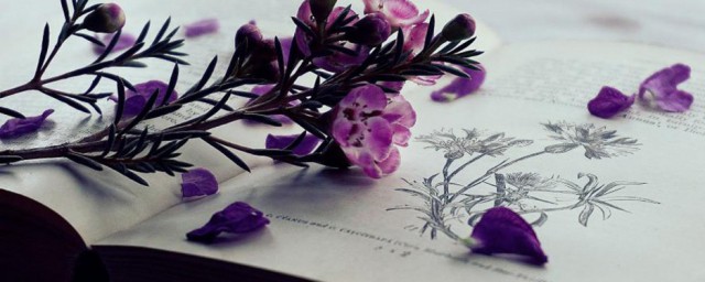 客观性解释(客观性的意思)