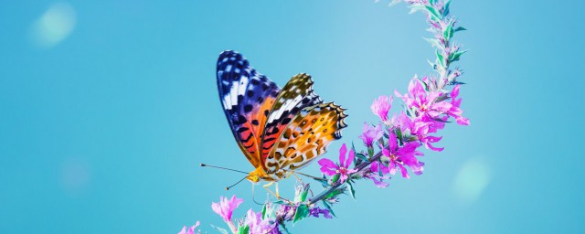 蝴蝶是什么(蝴蝶是什么动物)