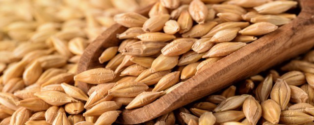 大麦是什么(大麦是什么米)