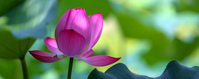 爱莲说原文注音及译文(爱莲说翻译及拼音)