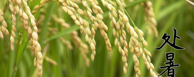 处暑养生要吃的食物(处暑养生吃什么窍门)