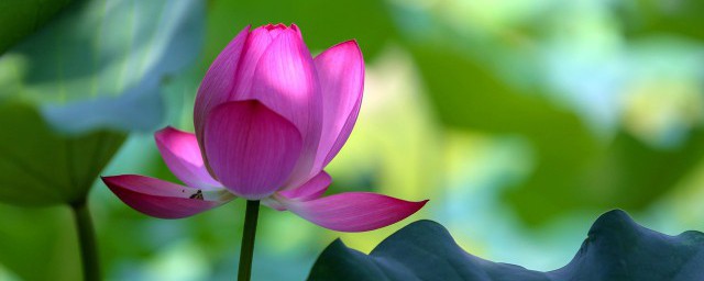 荷花的唯美句子(观赏荷花的唯美句子)