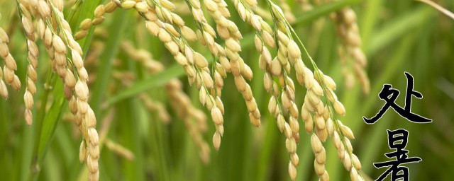 处暑养生要注意哪些(处暑养生吃什么窍门)