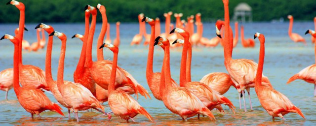 火烈鸟是红色的原因介绍(火烈鸟粉红色的原因)