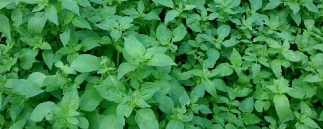 荆芥的吃法大全之三种吃法(荆芥怎么吃好)