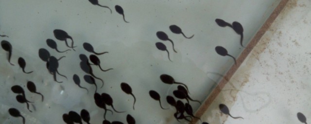 家养小蝌蚪吃什么(家养小蝌蚪吃什么才能长大)