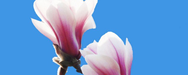 玉兰花有哪些颜色(玉兰花的颜色有几种颜色)