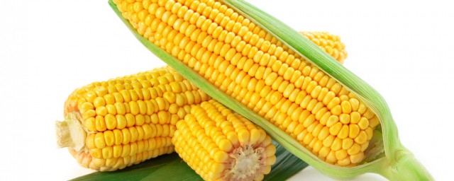 玉米难消化吗(为什么玉米这么难消化)