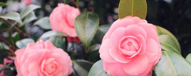 香气扑鼻的意思(香气扑鼻的意思可以写很香吗?)