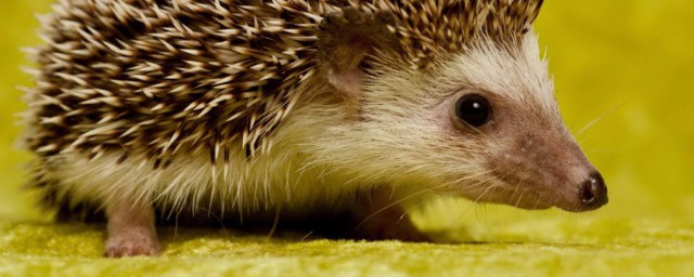 刺猬需要冬眠吗(刺猬是否需要冬眠)