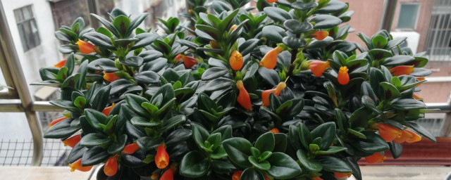 金鱼吊兰养植方法简单介绍(金鱼吊兰怎样栽植)