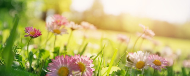 春天的名人名言都有哪些(春天的名言有哪些?)