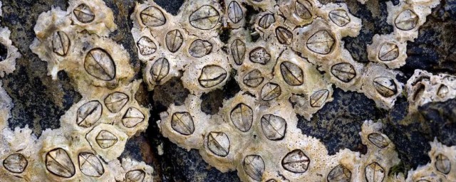 藤壶的意思(藤壶到底是什么)