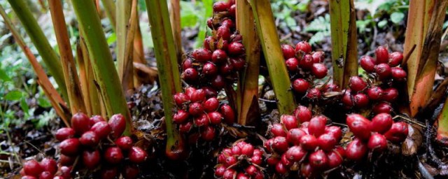 草果简单介绍(草果做法大全)