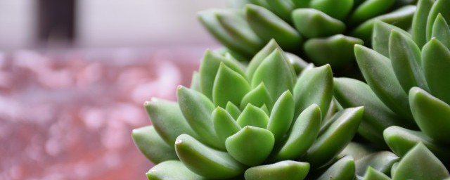 养多肉植物的好处(家养多肉植物的好处)