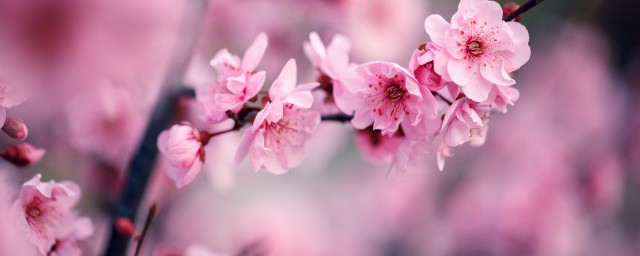 梅花的颜色(梅花的颜色描写)