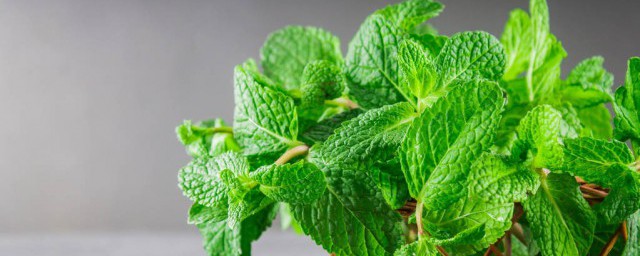 吃薄荷叶的好处和坏处(吃薄荷叶子有什么好处)