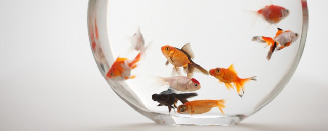 金鱼配什么水草(草金鱼配什么水草最好养)