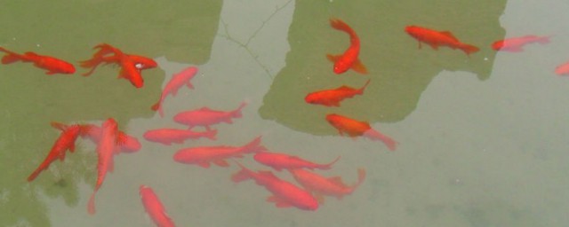 归园田居理解(归园田居理解性默写及答案最新)