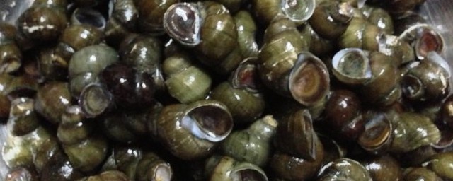 田螺如何做(田螺肉的做法)